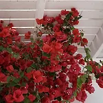 ホテル Rocabella Mykonos - Member Of Design