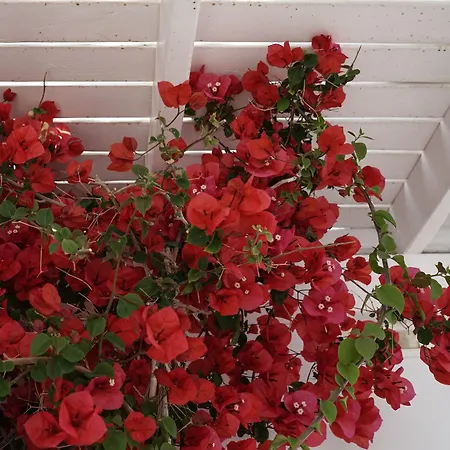 호텔 Rocabella Mykonos - Member Of Design